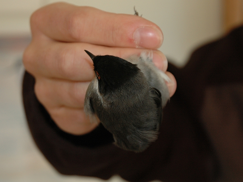 Sardinian Warbler, Sundre 20090512